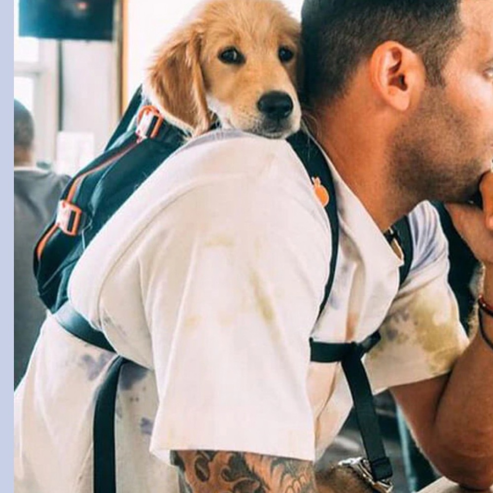 🐾 Little Chonk “Maxine One” Dog Backpack – Bark After Dark Black